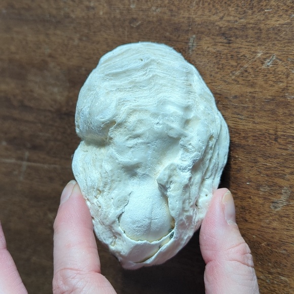 Decorative Shells - Picture 6 of 9